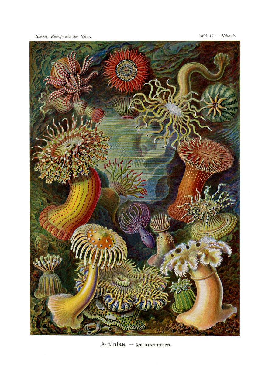 Actiniae eller Actiniaria, 1899-1904 av German School