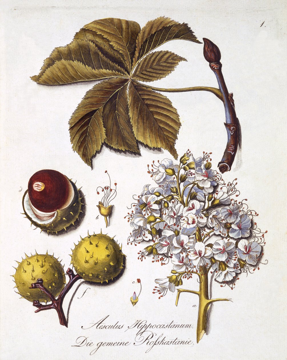 Aesculus Hippocastanum, fra 
