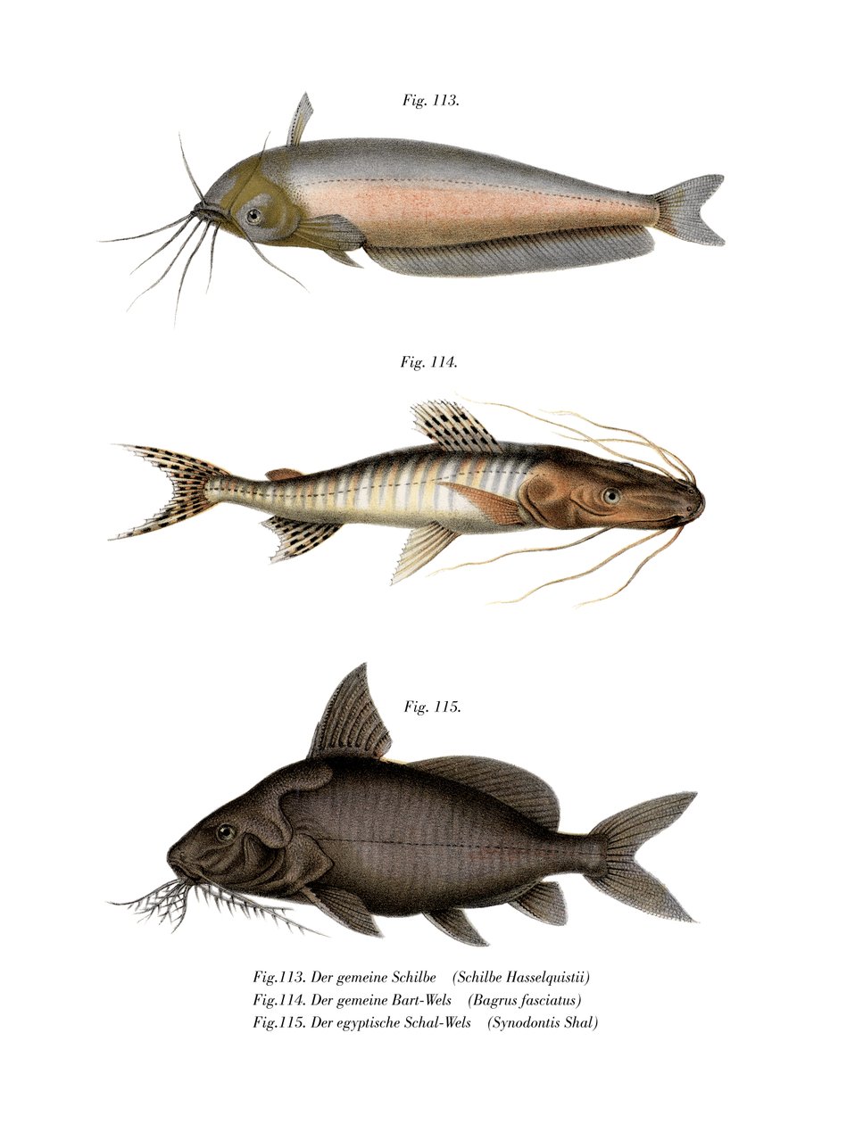 African Butter Catfish (farge litho) av German School