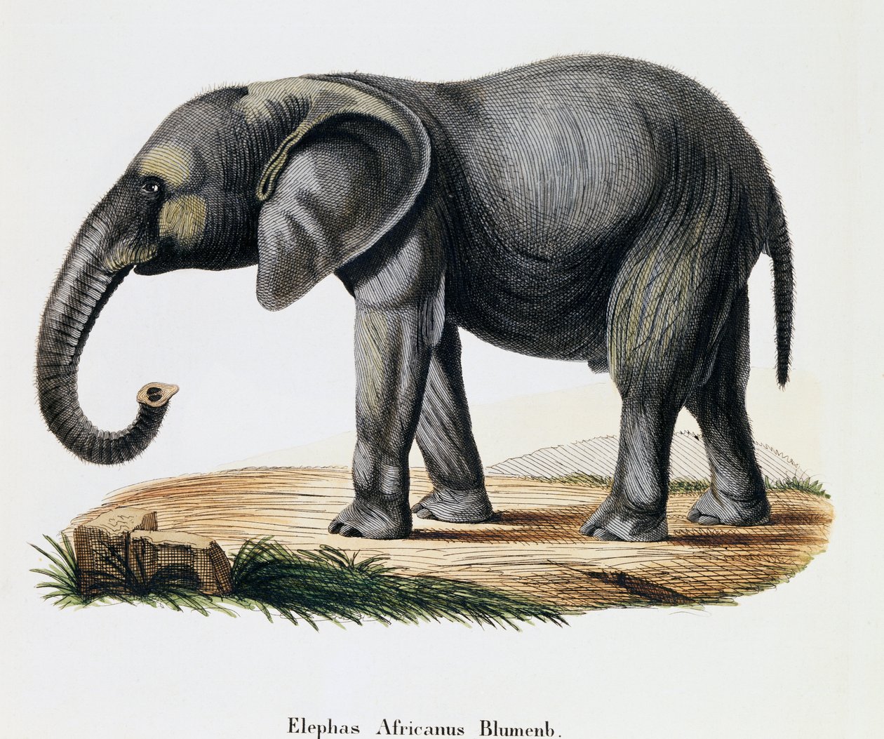 Afrikansk elefant (Elephas africanus), fra Pattedyr illustrert fra Nature med beskrivelser, av Johann Christian Daniel von Schreber (1739-1810), gravering av IC Bock etter tegning av A Fleischmann, Tyskland av German School