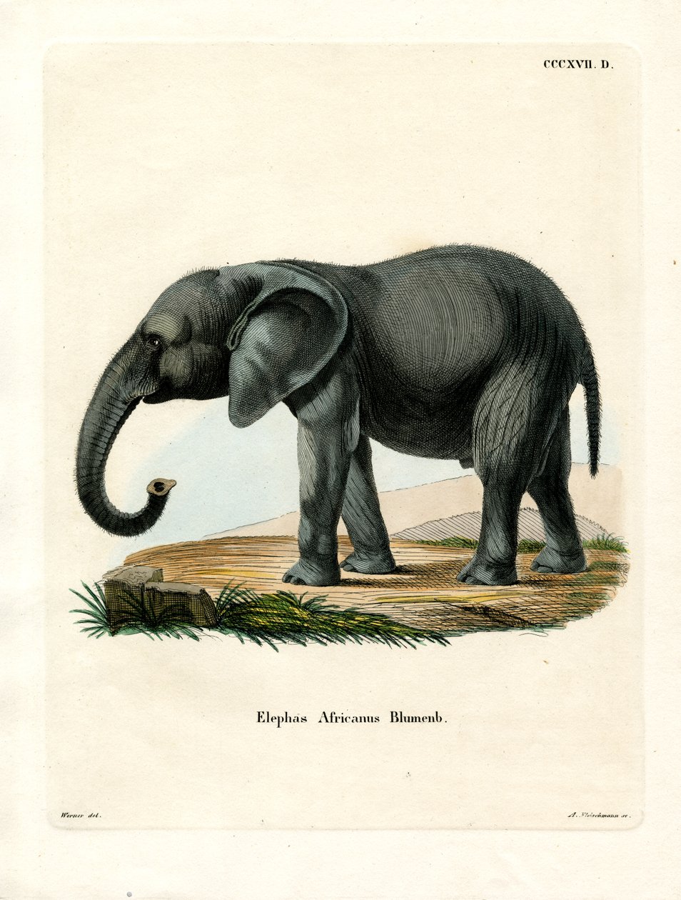 Afrikansk elefant (farget gravering) av German School