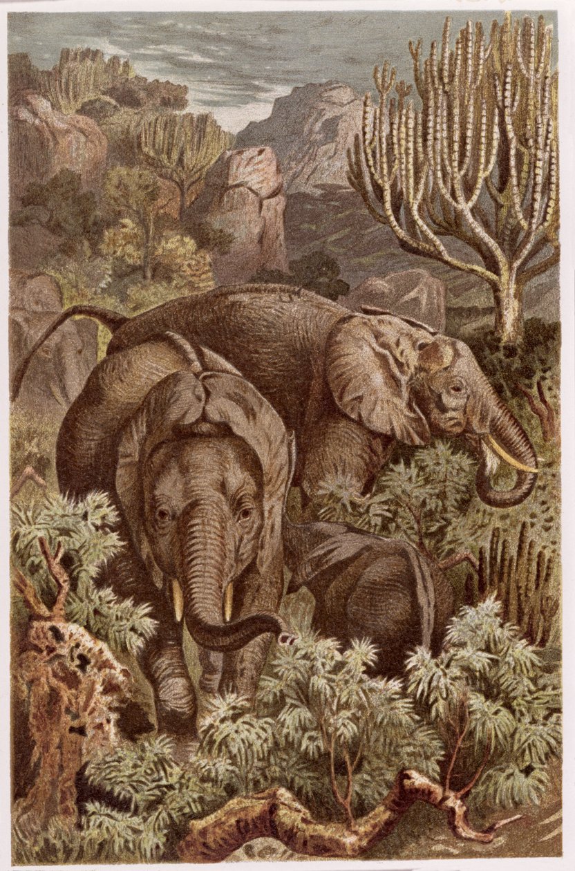 African Elephant, tallerken fra Brehms Animal Life: General Knowledge of the Animal Kingdom, vol 3, s. 9, utgitt av Bibliographic Institute, 1891 av German School