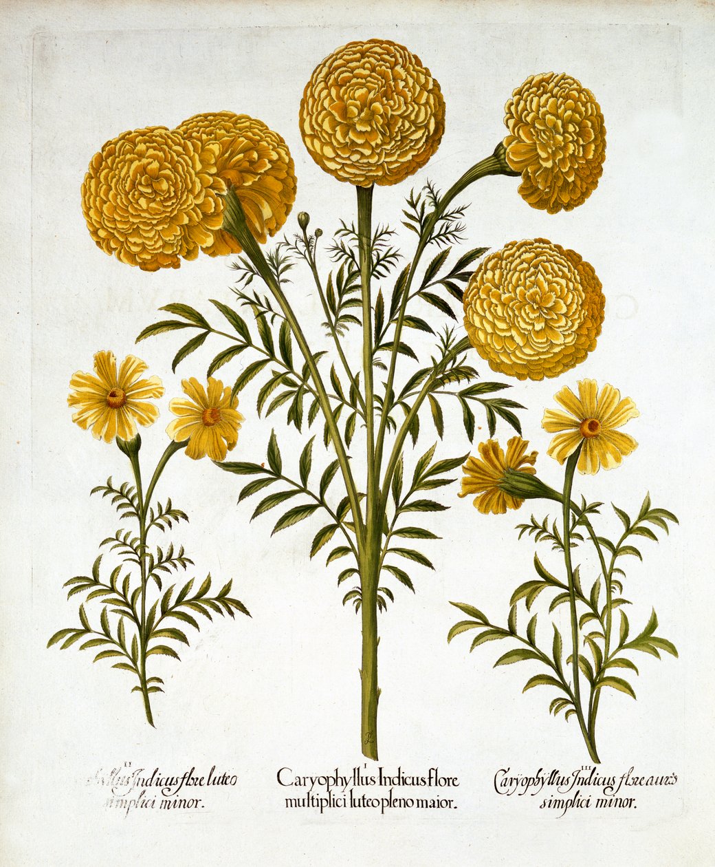Afrikansk ringblomst og fransk ringblomst, fra Hortus Eystettensis, av Basil Besler (1561-1629), pub. 1613 (håndfarget gravering) av German School