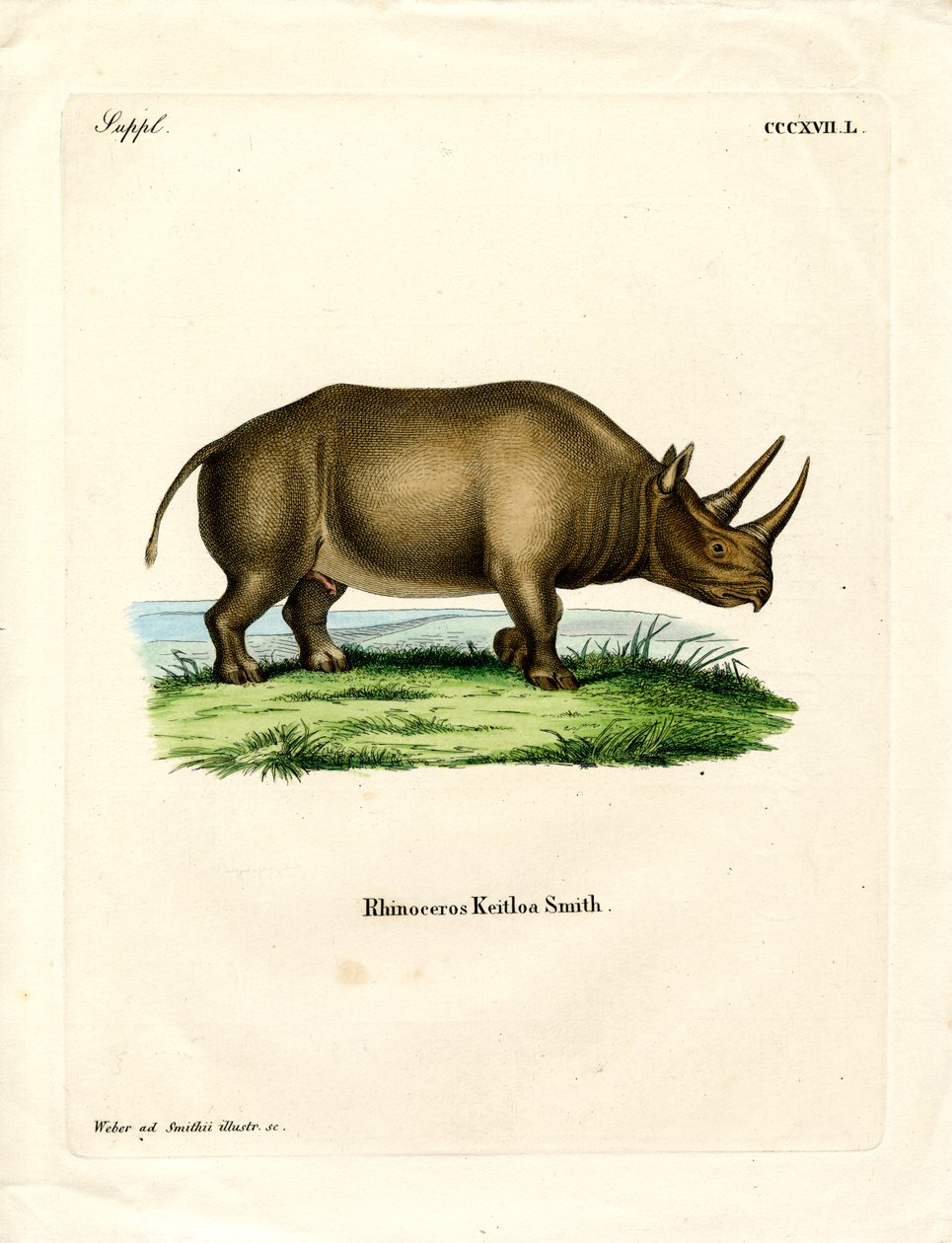 Afrikansk neshorn (farget gravering) av German School