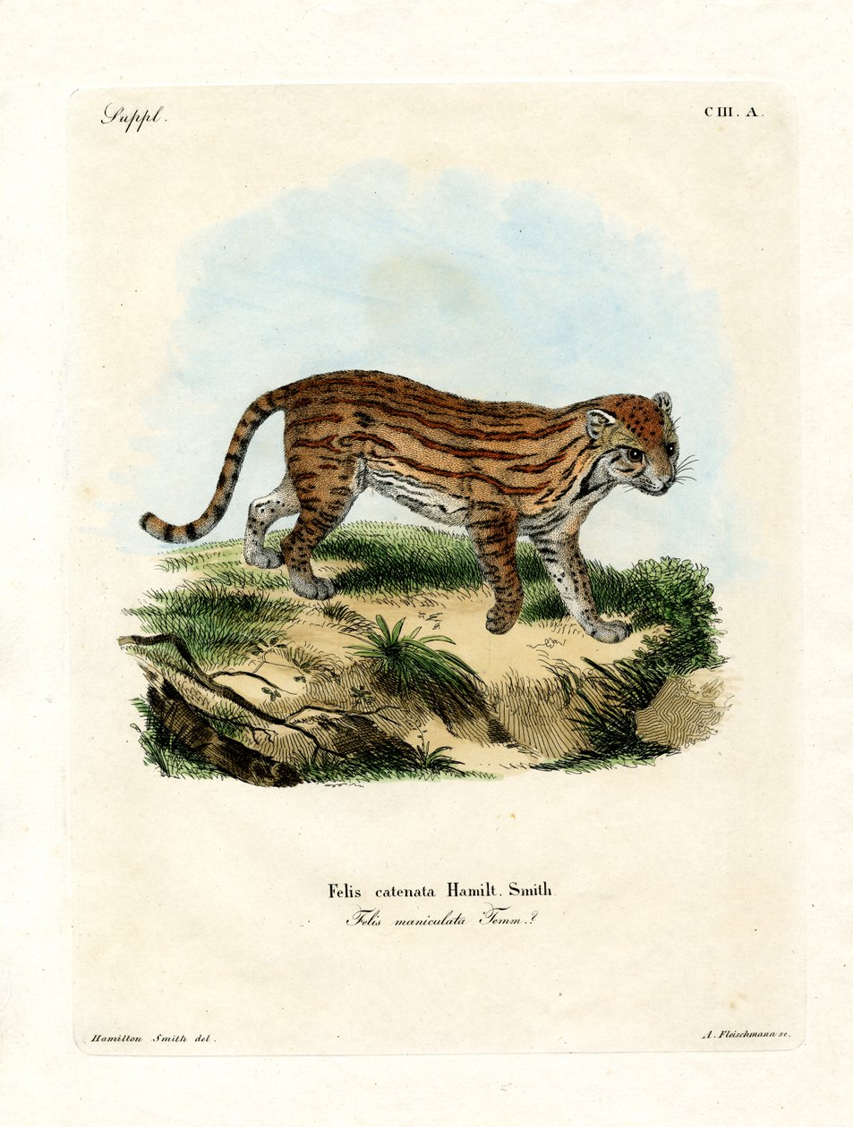 Afrikansk villkatt (farget gravering) av German School