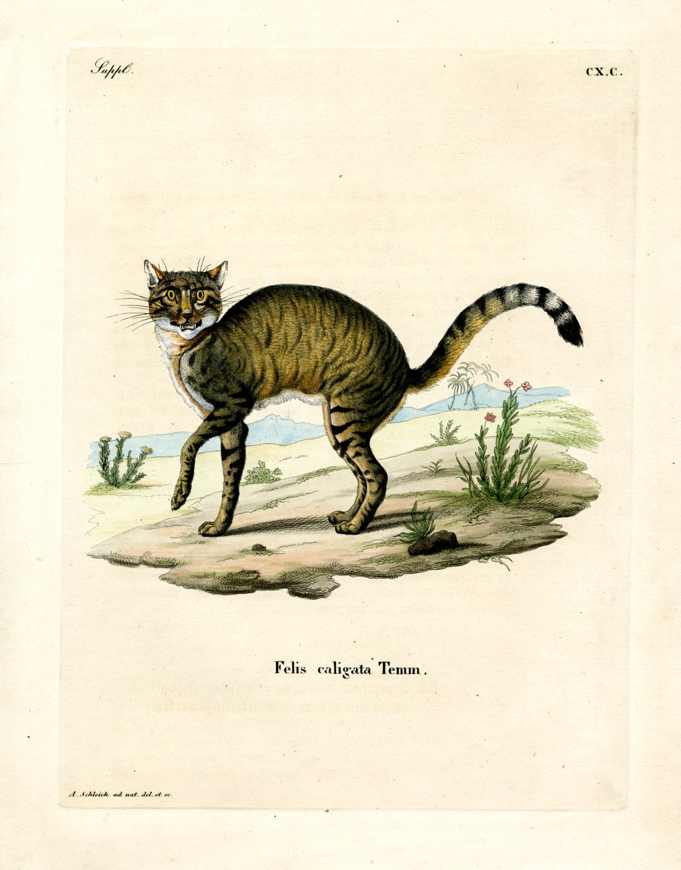 African Wildcat (farget gravering) av German School