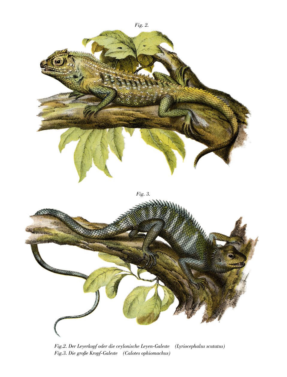Agamid Lizard (farge litho) av German School