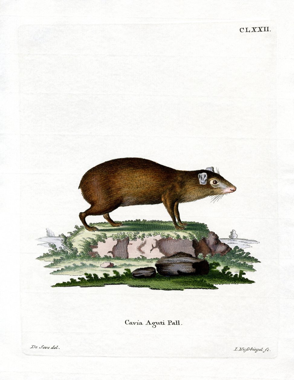 Agouti (farget gravering) av German School