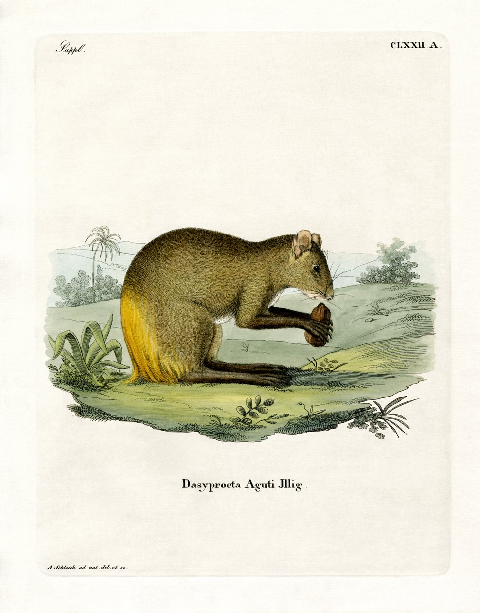 Agouti (farget gravering) av German School