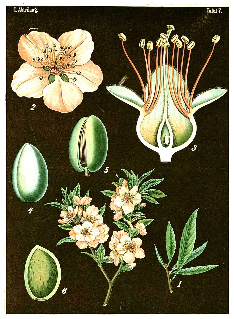 Mandel (Prunus Amygdalus) ca. 1890 (kromolitografi) av German School