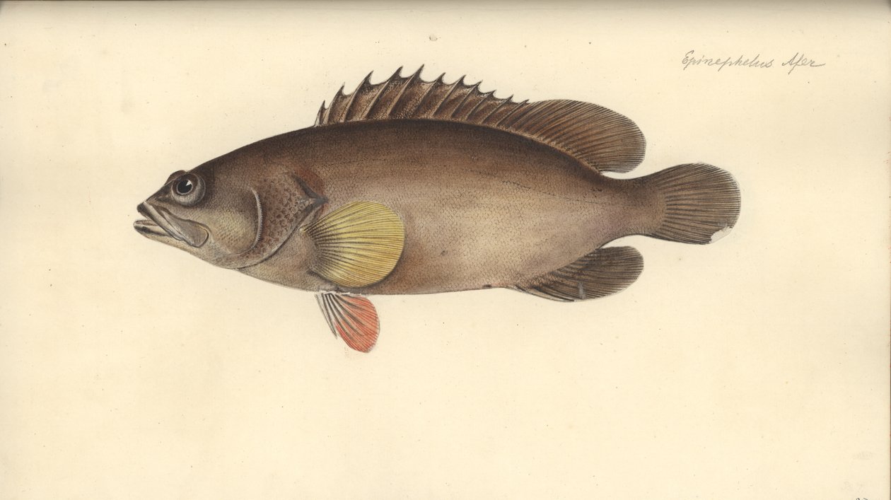 Alphestes afer, før 1793 (wc på papir) av German School