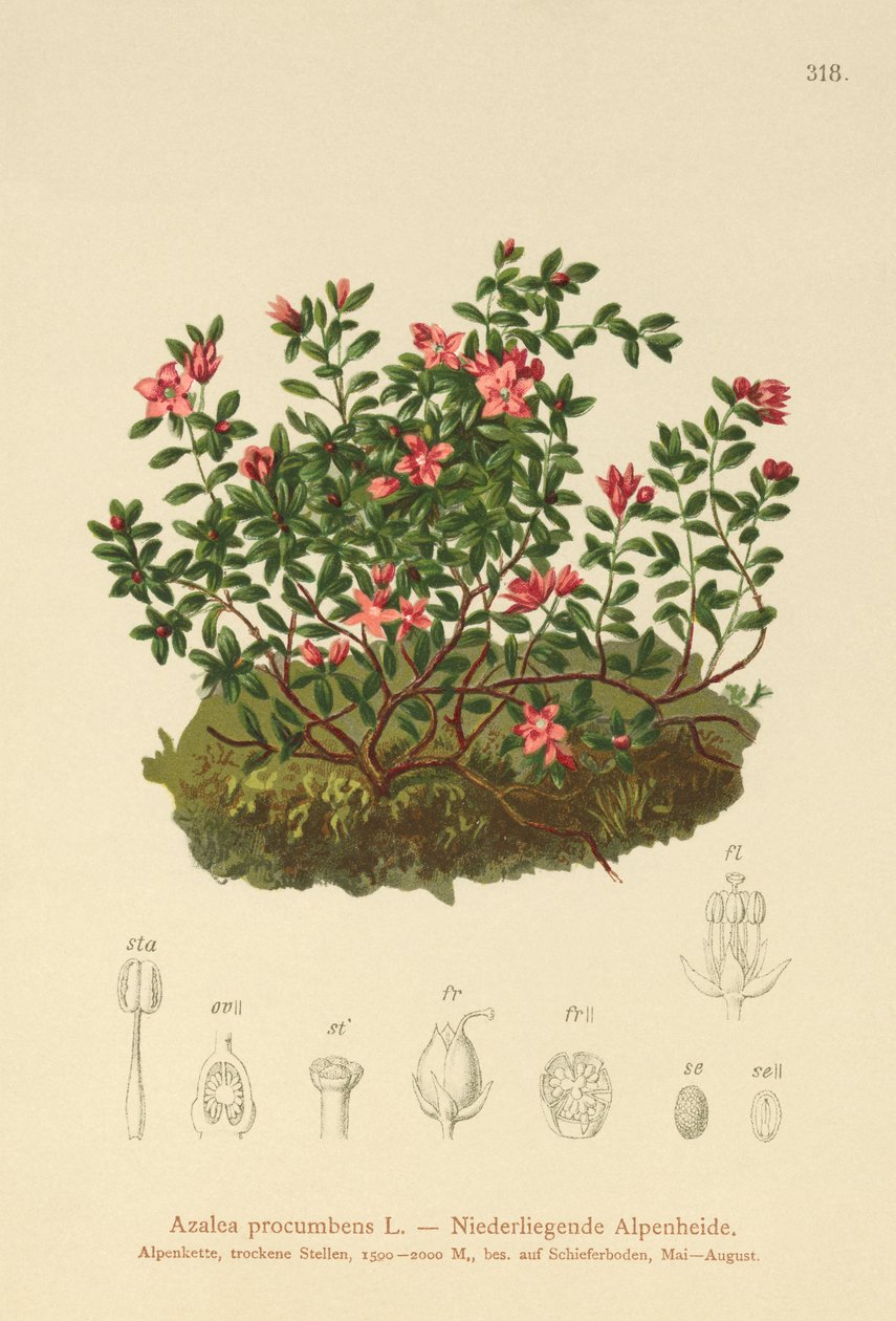 Alpine Azalea (Azalea procumbens, Loiseleuria procumbens, Kalmia procumbens) av German School