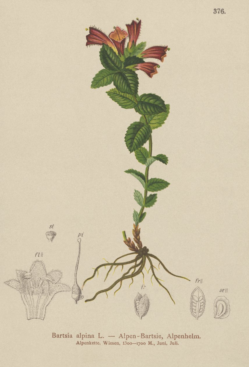Alpine Bartsia (Bartsia alpina) av German School