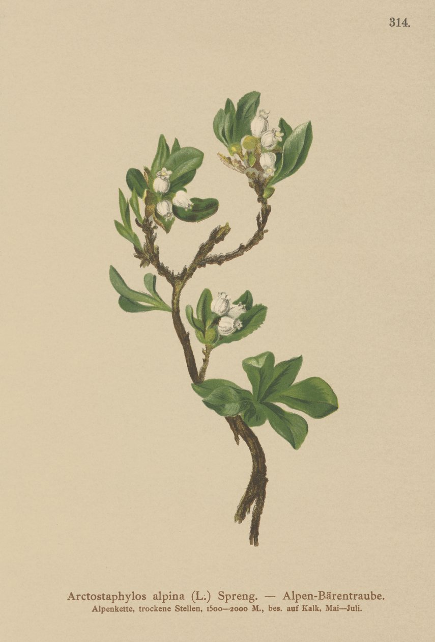 Alpine bjørnebær (Arctostaphylos alpina, Arctostaphylos alpinus) av German School