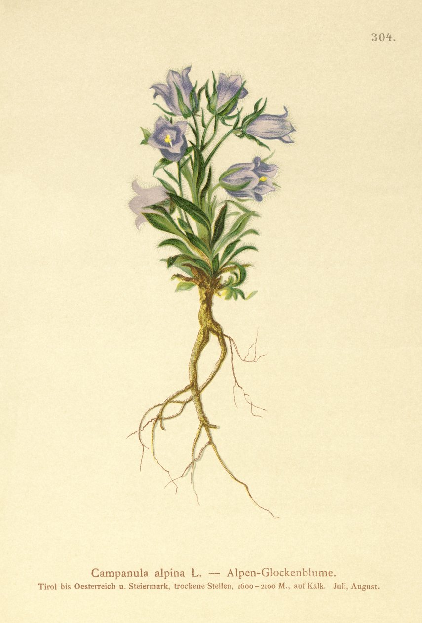 Alpine klokkeblomst (Campanula alpina) av German School