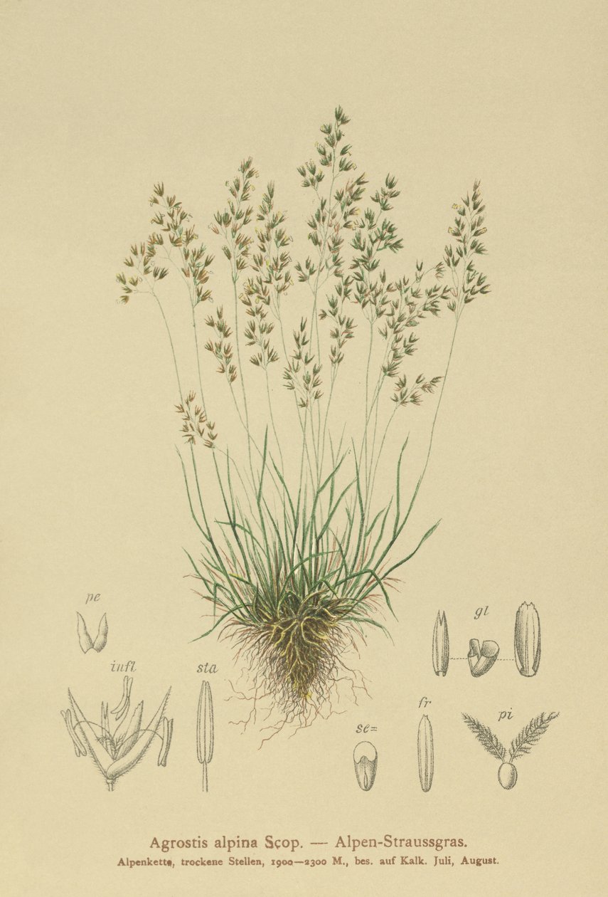Alpine Bentgrass (Agrostis alpina, Aira flavescens) av German School