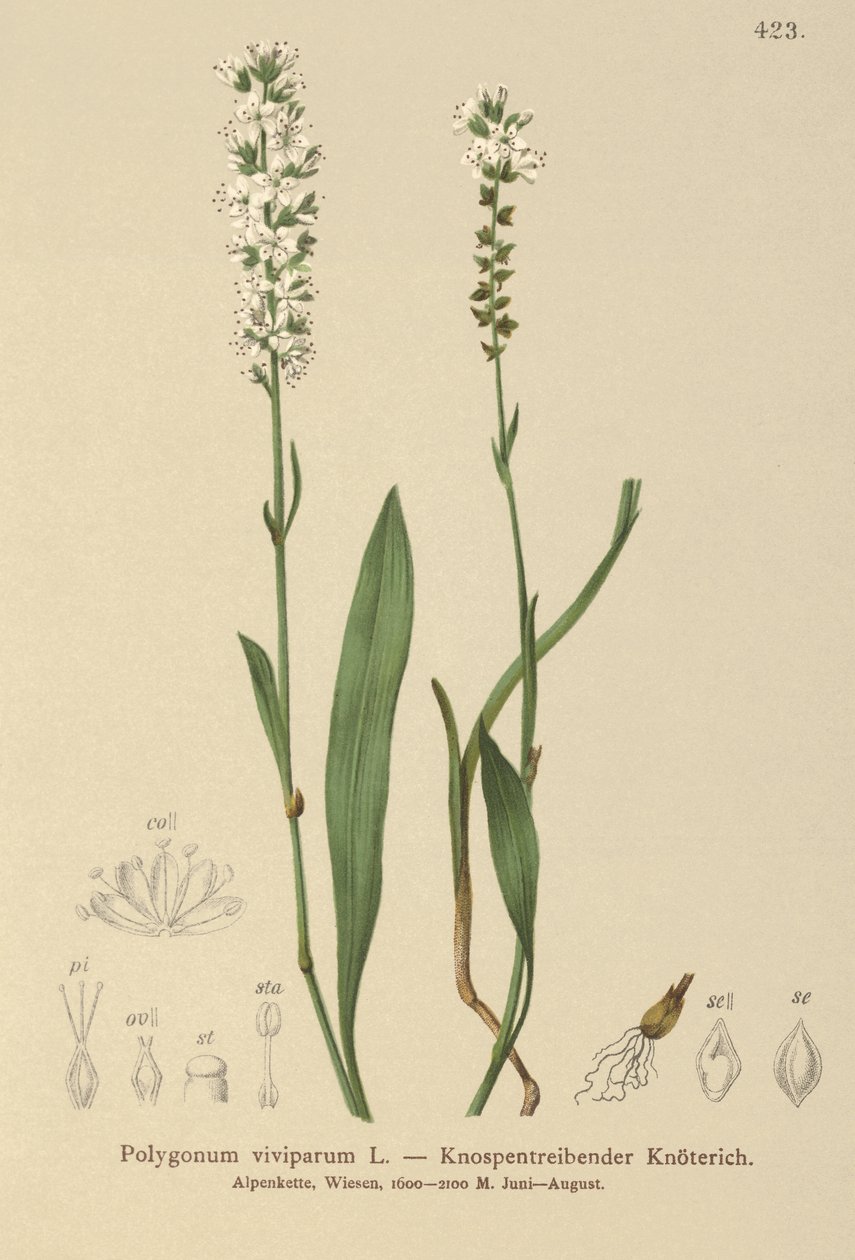 Alpine Bistort (Bistorta vivipara, Polygonum viviparum, Persicaria vivipara) av German School