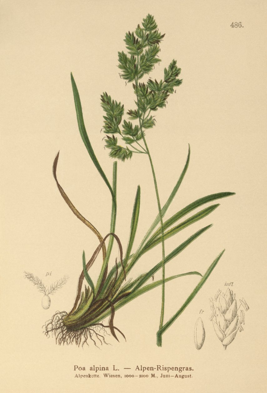 Alpine blågress (Poa alpina) av German School