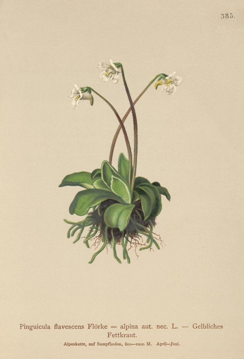 Alpin smørørt (Pinguicula flavescens, Pinguicula alpina) av German School