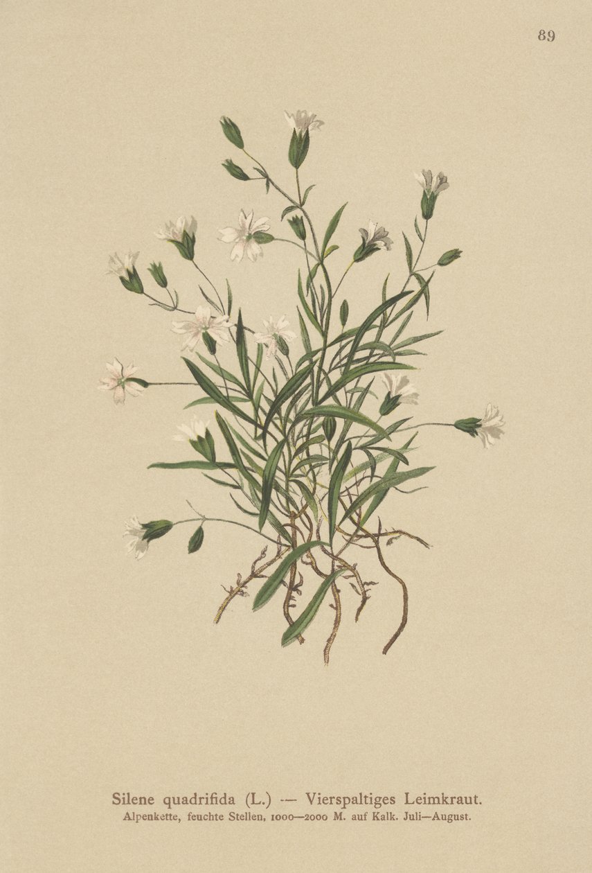 Alpine Campion (Silene quadrifida, Ixoca quadrifida) av German School