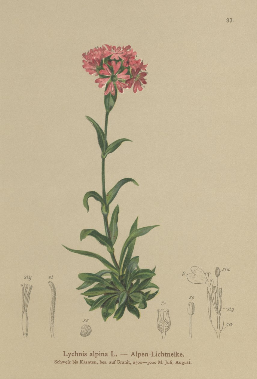 Alpine catchfly (Lychnis alpina, Silene suecica) av German School