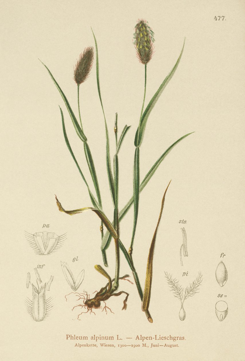 Alpine kattehale (Phleum alpinum) av German School