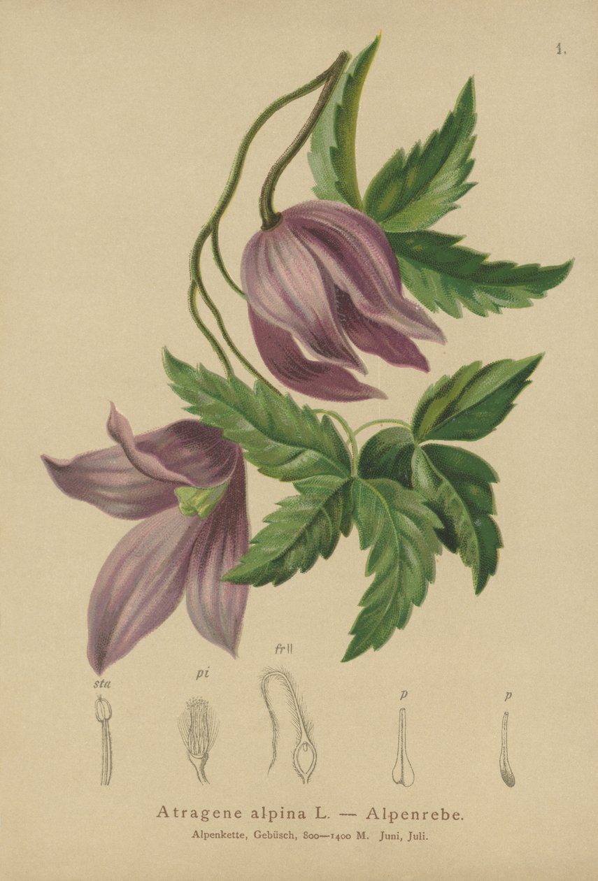 Alpine Clematis (Atragene alpina, Clematis alpina) av German School