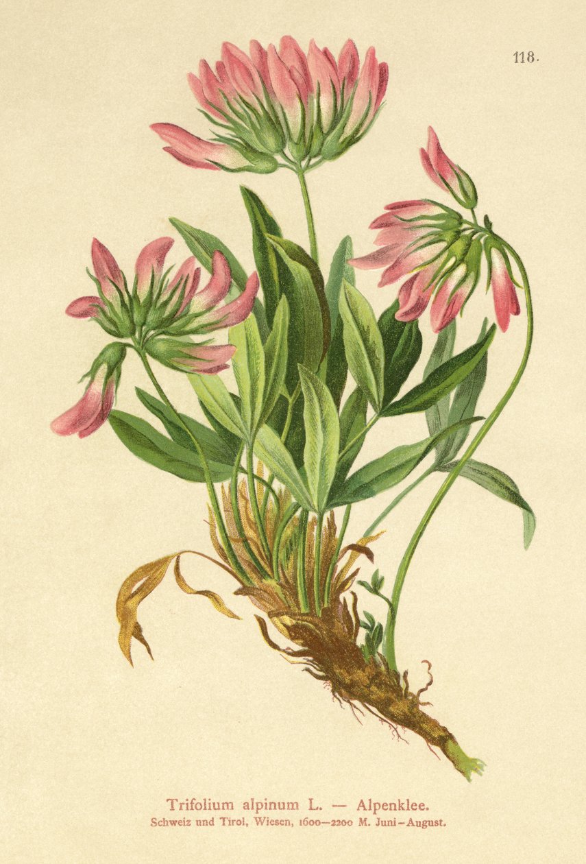 Alpekløver (Trifolium alpinum) av German School