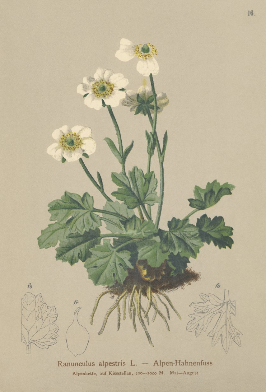 Alpin kråkefot (Ranunculus alpestris) av German School