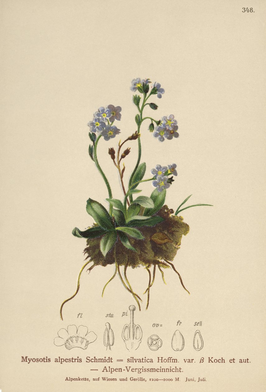 Alpine Forglemmejei (Myosotis alpestris, Myosotis silvatica) av German School
