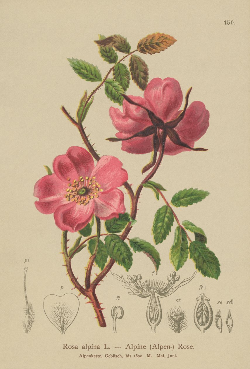 Alpine hekkrose (Rosa alpina, Rosa pendulina) av German School
