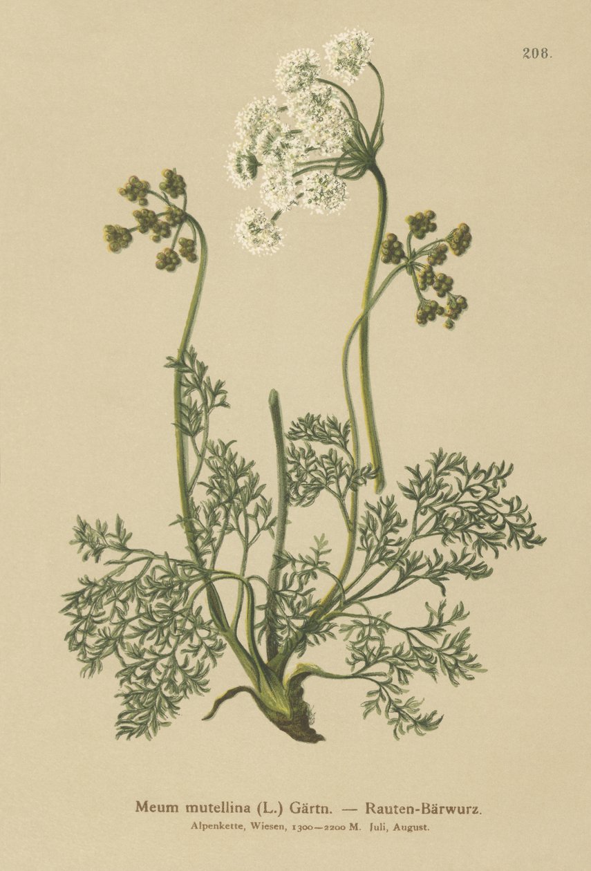 Alpine Lovage (My mutellina, Ligusticum mutellina) av German School