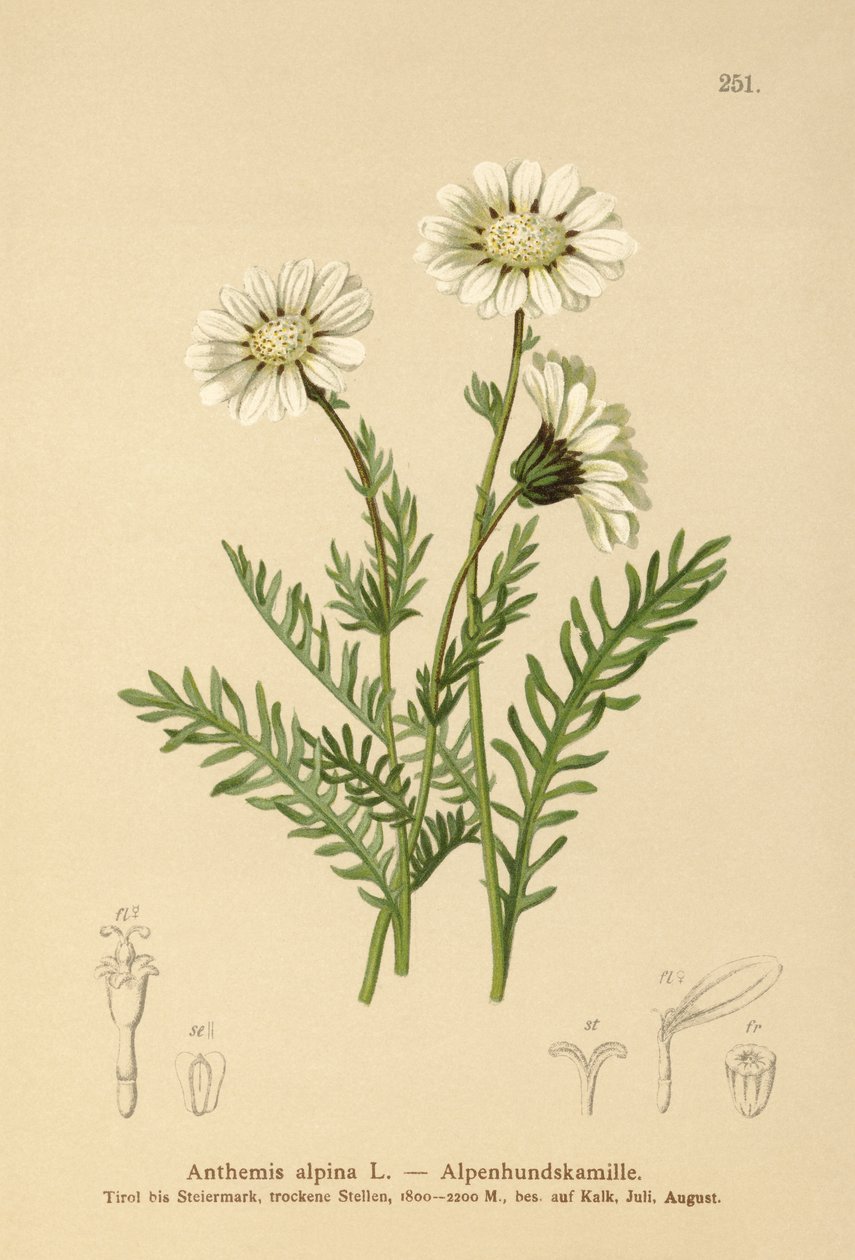 Alpin maiweed (Anthemis alpina, Achillea oxyloba subsp. schuri) av German School