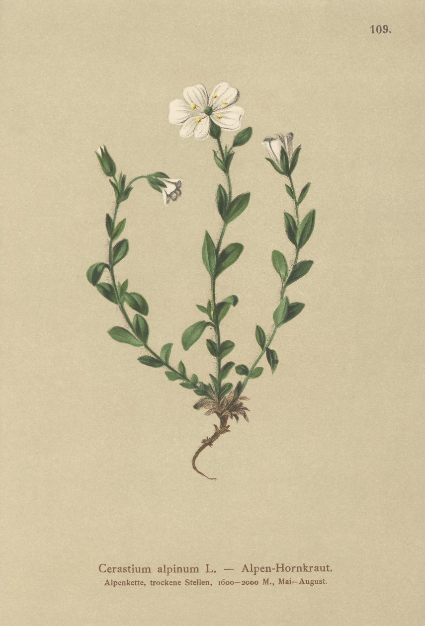 Alpine museøre (Cerastium alpinum) av German School