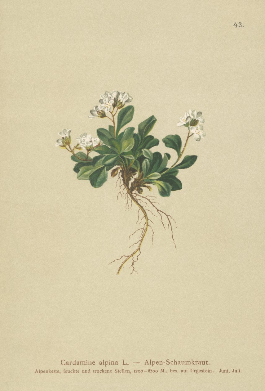 Alpine Northern-bergkarse (Cardamine alpina) av German School