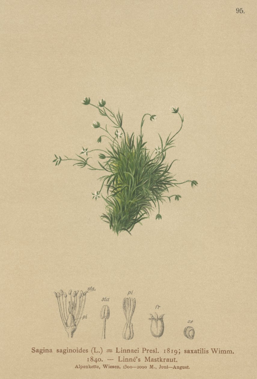 Alpeperleurt (Sagina saginoides, Sagina Linnaei, Sagina saxatilis) av German School