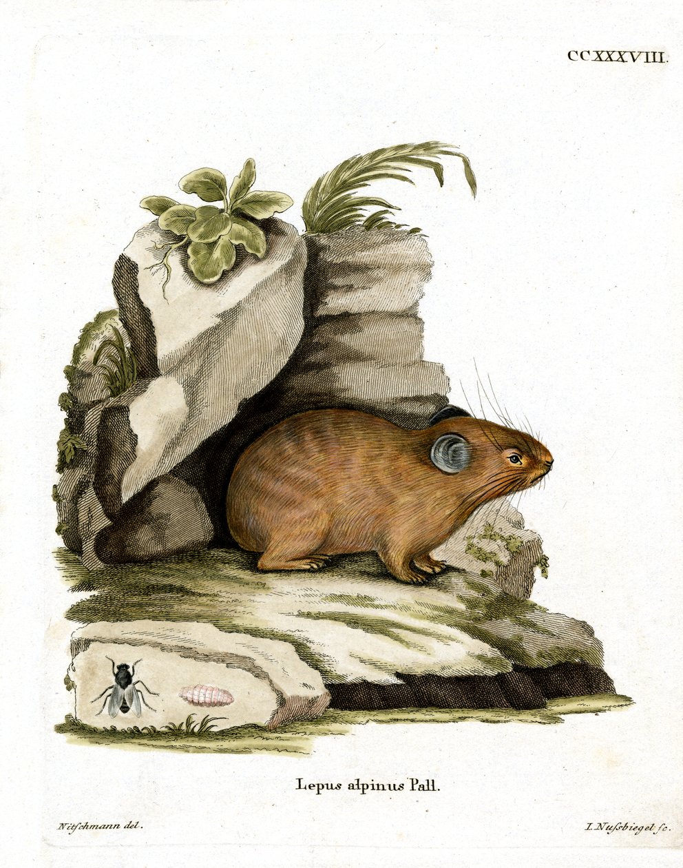 Alpine Pika (farget gravering) av German School