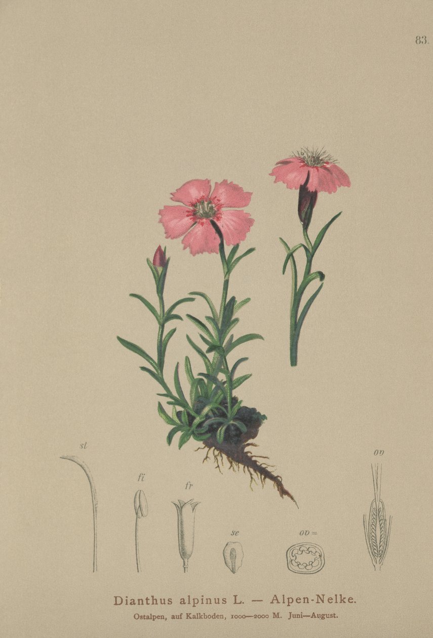 Alpinrosa (Dianthus alpinus) av German School