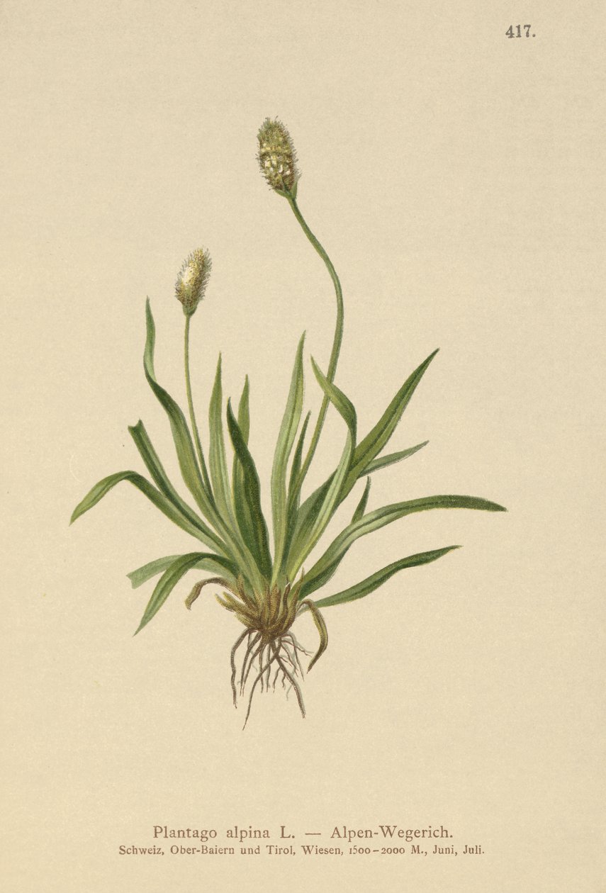 Alpine plantain (Plantago alpina) av German School