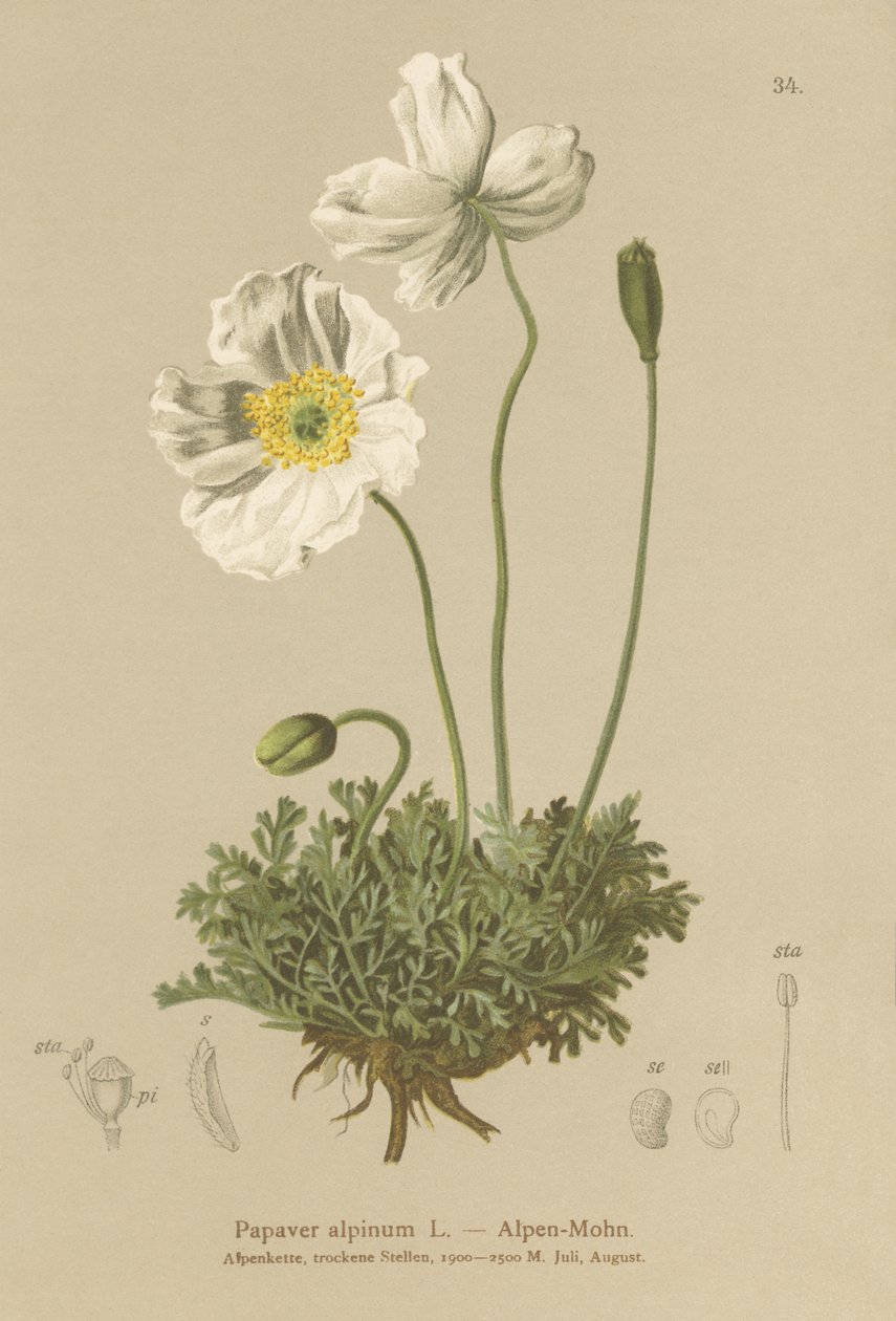 Alpevalmue (Papaver alpinum, subsp. alpinum) av German School