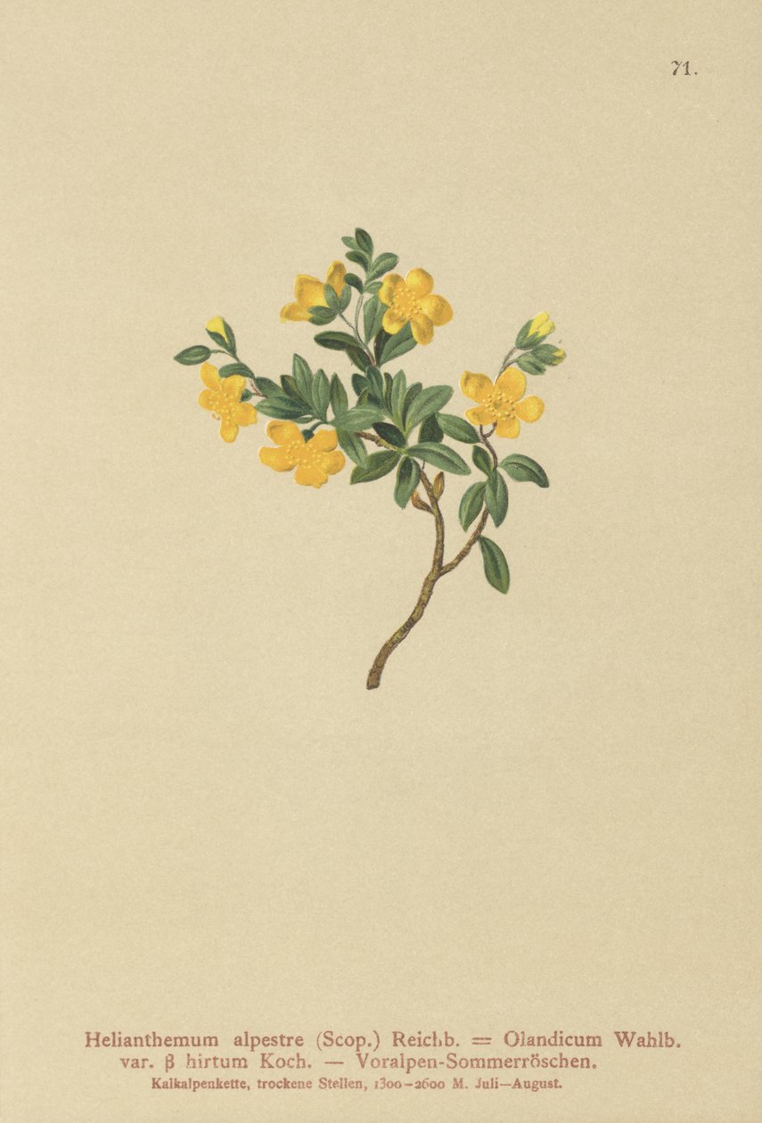 Alpin steinrose (Helianthemum alpestre, Helianthemum Olandicum var. hirtum, Helianthemum montanum) av German School