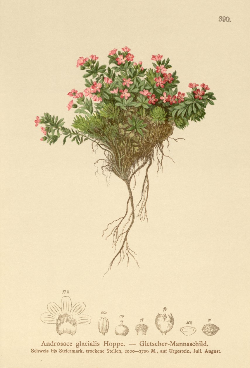 Alpine Rock Jasmine (Androsace glacialis, Androsace alpina) av German School