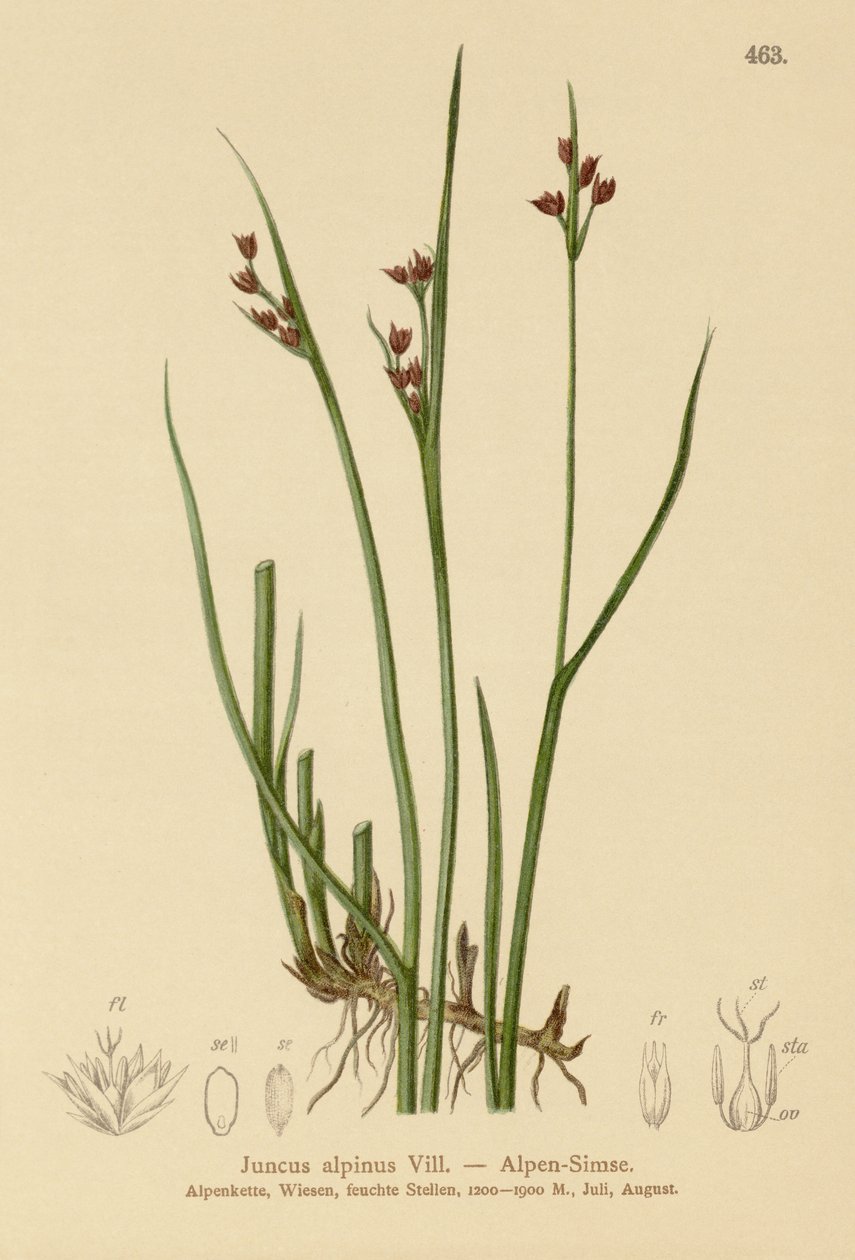 Alpinrush (Juncus alpinus, Juncus alpinoarticulatus) av German School