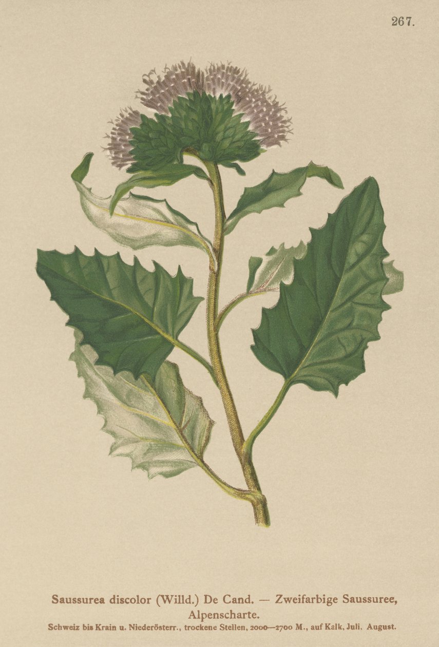 Alpesagurt (Saussurea discolor) av German School