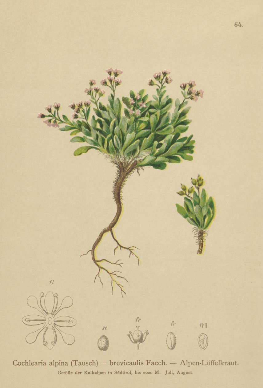 Alpint skjørbuk (Cochlearia alpina, Cochlearia brevicaulis) av German School