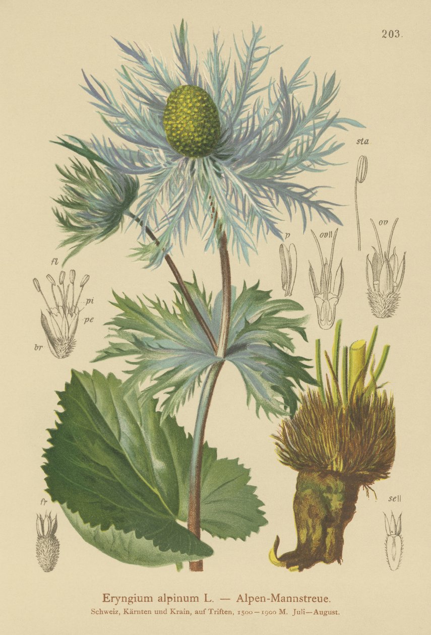 Alpine havkristtorn (Eryngium alpinum) av German School