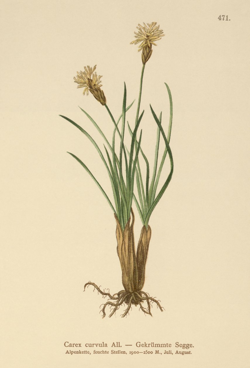Alpinsiv (Carex curvula) av German School
