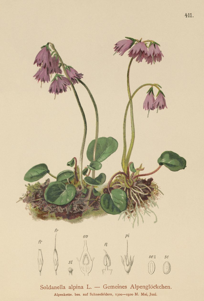 Alpin snøklokke (Soldanella alpina) av German School