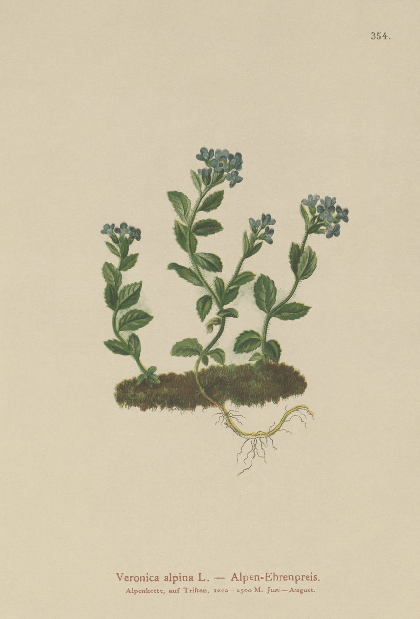 Alpine Speedwell (Veronica alpina) av German School