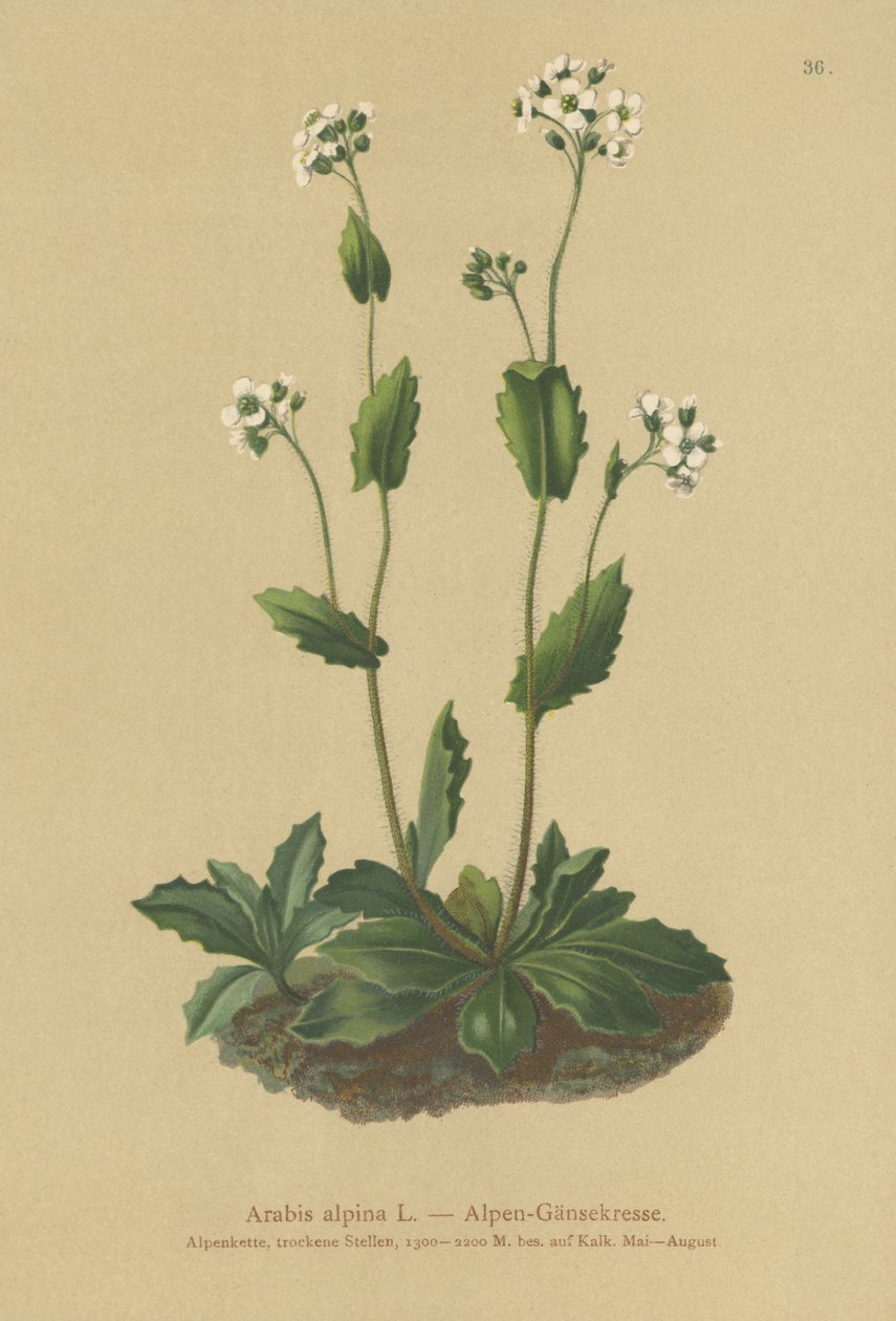 Alpeveggkarse (Arabis alpina) av German School